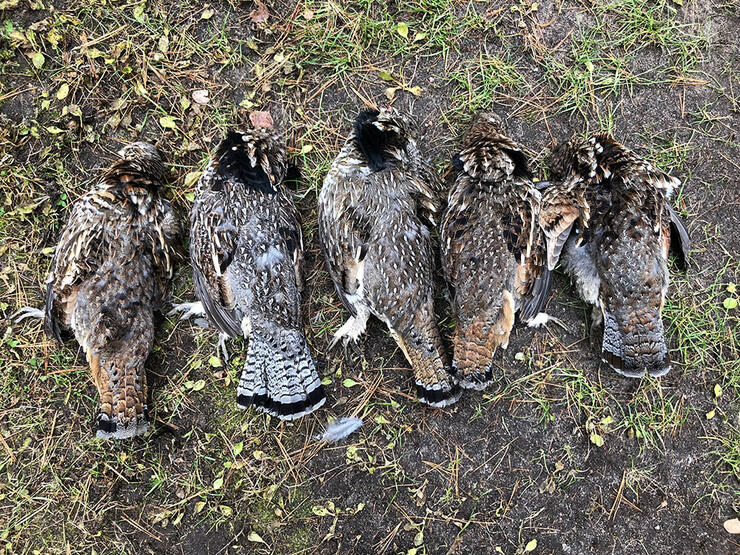 Grouse Hunting in Sunset Country Great Fun for Everybody Northern